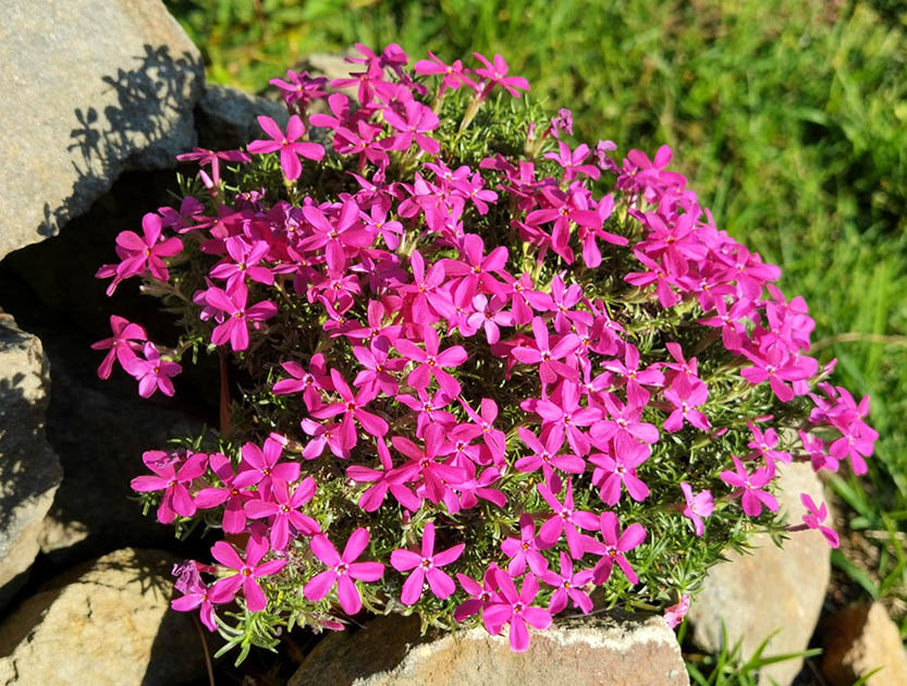 Phlox douglasii 'Ochsenblut'
